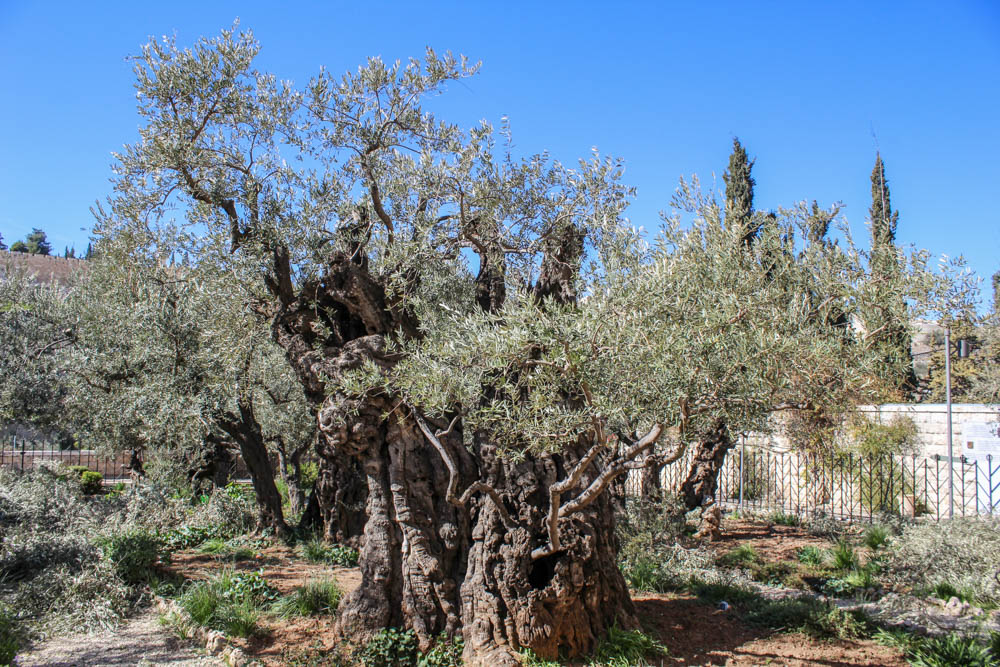 Gethsemani
